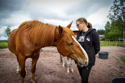 Hilman hevosvoimat koetellaan Joutsassa – Tyrnäväläinen suomenhevonen on Petran tärkein työväline