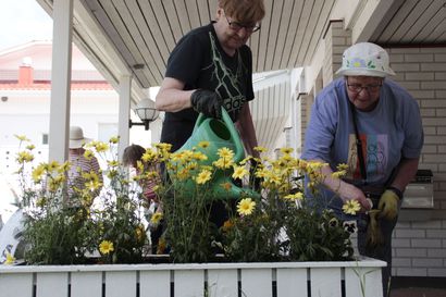 Kukkasia ihmisten iloksi – Kestilän kotitalousseura kylvää ympärilleen kaikenlaista hyvää tienpientareita myöten