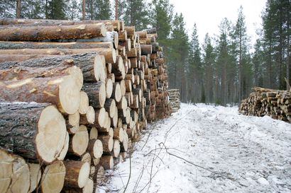 Puukauppa vahvistui Pohjois-Suomessa, kysyntää erityisesti kuitu- ja energiapuulla