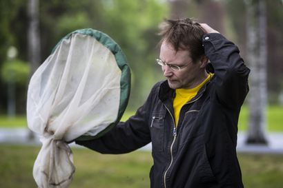 Hyttyskausi on Raahenkin alueella alkanut – "Meillä on tässä edellytyksiä runsaalle hyttyskesälle"