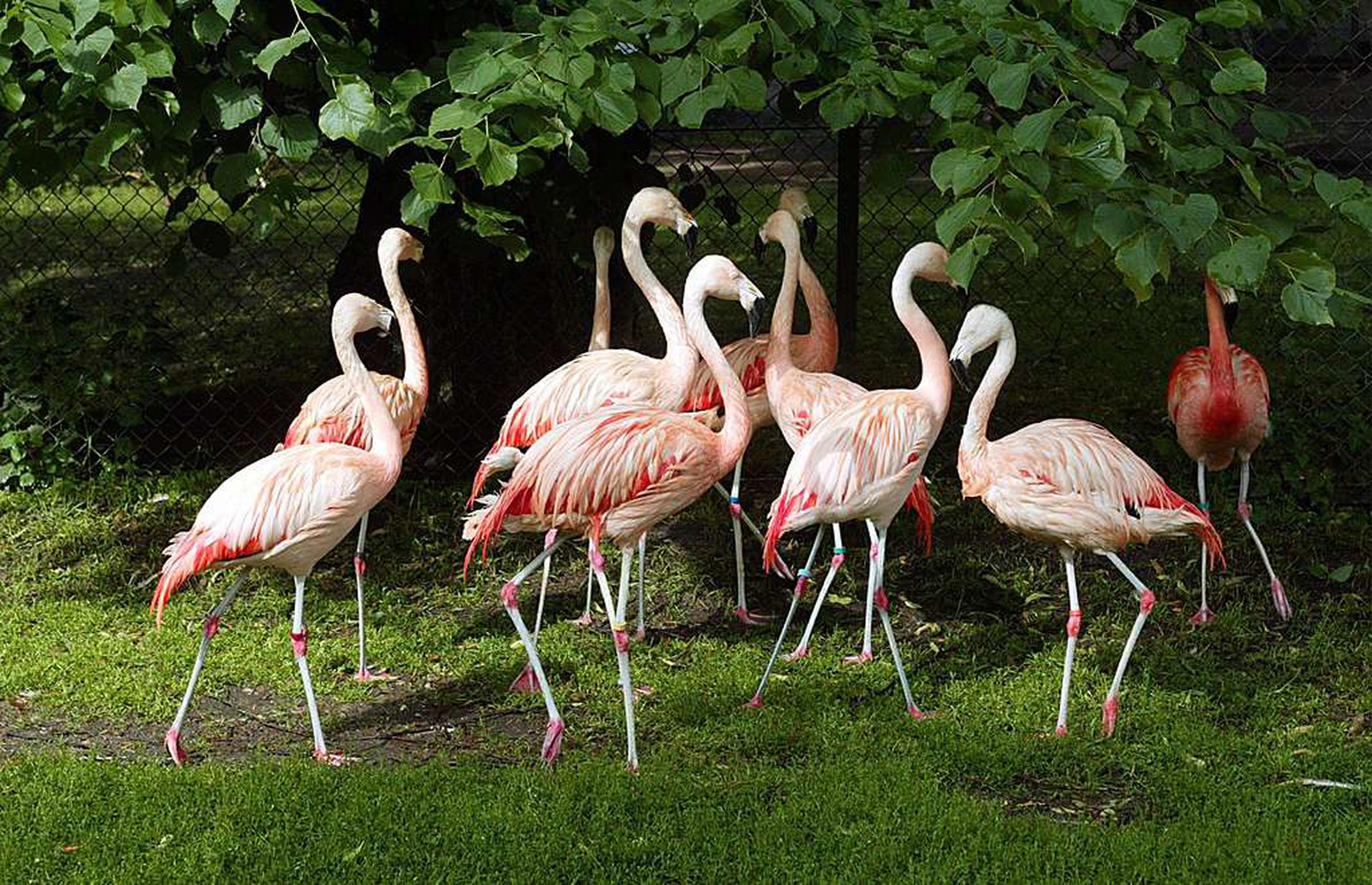 Kettu tai supikoira raateli Korkeasaaren flamingot | Kaleva