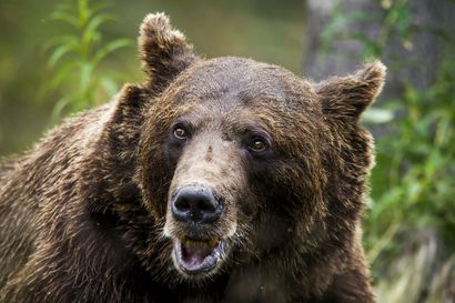 Karhunpyynti jatkuu vielä reilun viikon – poronhoitoalueen kiintiöissä saamatta yhteensä 13 karhua