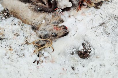 Enontekiöllä tapettiin viikonloppuna susi poikkeusluvalla – asutuksen ja kylien lähellä tehty havaintoja ainakin kahdesta sudesta