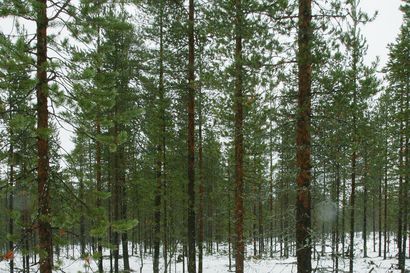 Käyrästunturin matkailualuetta koskeva selvitys jatkuu Rovaniemellä
