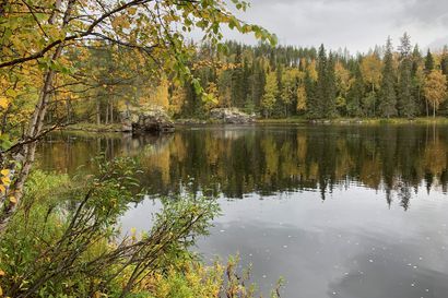 Luonnonperintösäätiö liittyy mukaan Kuusingin luonnon suojelua ajavaan hankkeeseen – "Mahdollistaa alueen rantametsien sekä vaelluskaloistaan tunnettujen virtavesien saattamisen suojelun piiriin"