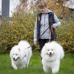 Koirat ilahduttavat palvelutaloissa – Veikko heittää noppaa ja Hannekselta hoituu bingoisännän hommat