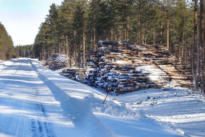 Pohjois-Suomeen rakennetaan vuosittain monta sataa kilometriä talviteitä – tänä talvena olosuhteet väliaikaisten teiden rakentamiseen erinomaiset