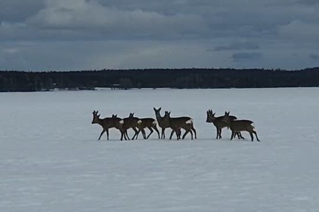 Kahdeksan metsäkaurisnaarasta seuraa kaurispukkia Kuusamonjärven jäällä.