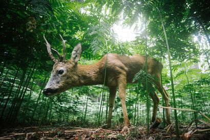 Ällistyttävä metsäkauris, laulu keväälle ja poro sateenkaaren päässä voittoon Nature Photon luontokuvakilpailun aikuisten sarjoissa – katso kuvat tästä