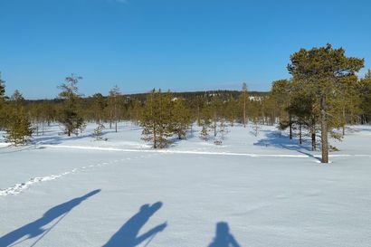 Ennätys Sotkajärven Tonnihiihdossa – Kaikkiaan 68 hiihtäjää kartutti kilometrejä Hirvaskosken ympäristön aurinkoisilla laduilla.