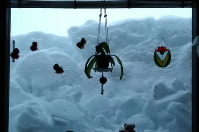 Lunta tulvii ikkunan täydeltä, koiratkin on jo laitettu kolaamaan – katso lukijoiden hurjia lumikuvia Pohjois-Suomesta