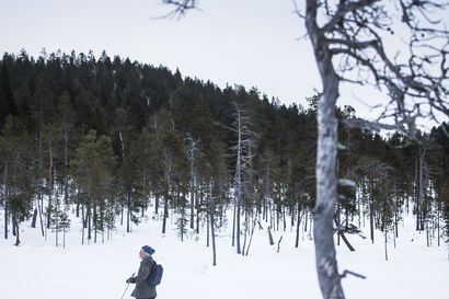 Suomen metsiin kohdistuu ennen näkemätön suojelupaine – jos hallitus katsoo lisäsuojelun tarpeelliseksi, se on suunnattava pääosin muualle kuin Lappiin