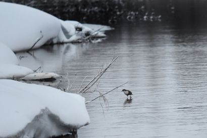 Hyisessä vedessä sukeltava vuoden lintu ilahduttaa sydäntalvellakin – koskikara viihtyy Kuusamossa