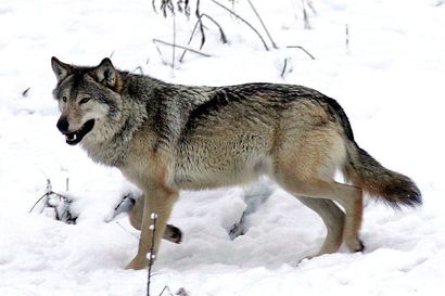 Pohjois-Pohjanmaan hirvijahti jäi paikoin vaisuksi, koska metsästäjät pelkäävät päästää koiransa suden suuhun – "Isäntä on vaihtunut metsässä"