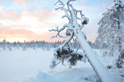 Linkolan perustama säätiö osti lisää maata suojelualueelleen Kuusamon keskustan lähellä ja haluaisi kasvattaa sitä edelleen – jo nyt 300 hehtaarin alue on Luonnonperintösäätiön suurin