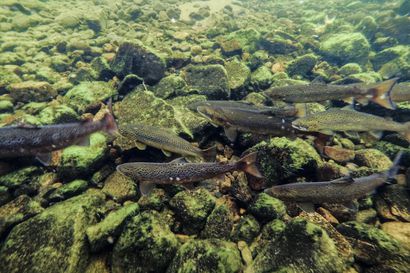 Ravinnon hupeneminen Jäämeressä pienentää Tenon lohta – Myös lohenkalastus Tenojoessa vaikuttaa kalojen kokoon
