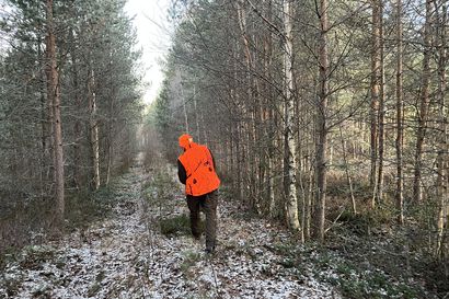 Kaksi kolmasosaa lupahirvistä kaadettu Pudasjärvellä – karkea lumi on paikoin hankaloittanut metsästystä