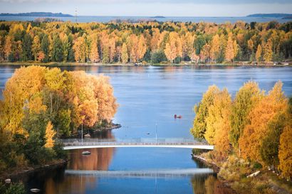 Oulussa on ihasteltu kultaista syksyä – katso lukijoiden upeita kuvia väriloistosta pohjoisessa