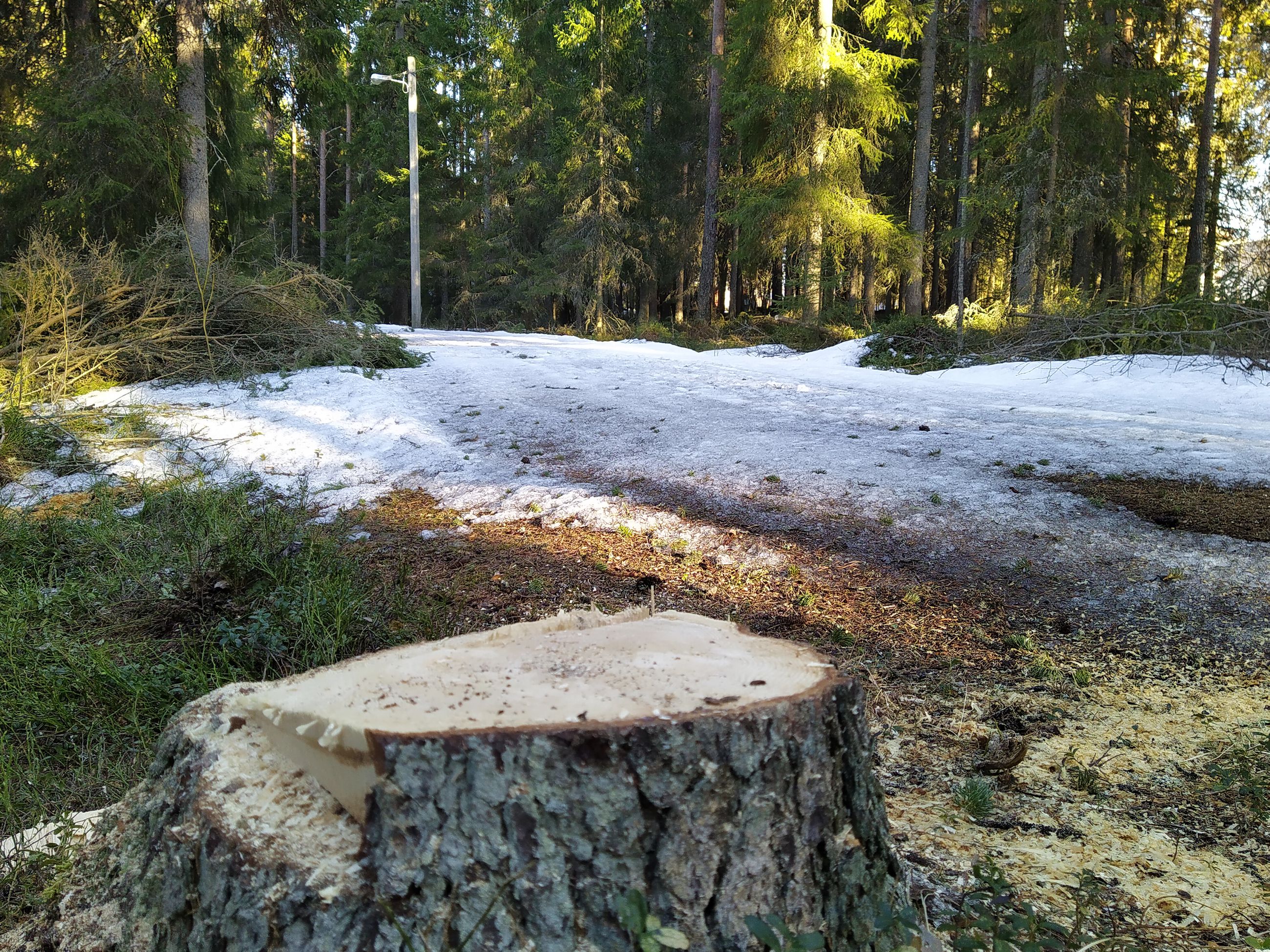 Kunnostustyöt Toholan pururadalla ovat alkaneet, uudistuvan reitin varteen  rakennetaan hiihtohalsteri ja laavu | Pyhajokiseutu