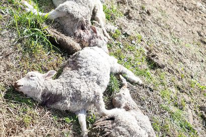 Susipari raateli kuusi lammasta Mankilassa – susituhojen epäillään taas yleistyvän kesän aikana