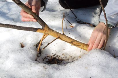Koillismaa jää talven aikana sivuun vahvimmalta myyräkannalta ja sen tuomilta taimituhoilta ja viruksilta – Kainuu ja Oulu ovat mustimmalla vyöhykkeellä