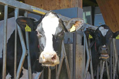Pippuri Siikalatvalta on maakunnan paras holstain-lehmä – jokivarressa myös monta yli 100 000 litraa maitoa tuottanutta lehmää