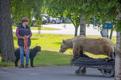 Konekarhu Jokke on Joukon harrastus – Katso videolta, miten kempeleläinen Lykky reagoi karhun kohtaamiseen