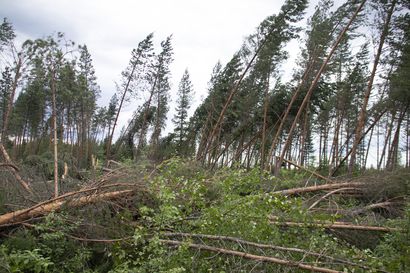 Metsänhoitoyhdistys kehottaa käymään metsässä tarkistusreissulla– Paula-myrsky teki Siikajokivarressa tuhojaan erityisesti Pelkoperältä Kärsämänkylään asti