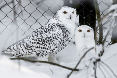 Tutkimus selvitti: Tunturipöllö on Suomen hurmaavin lintu