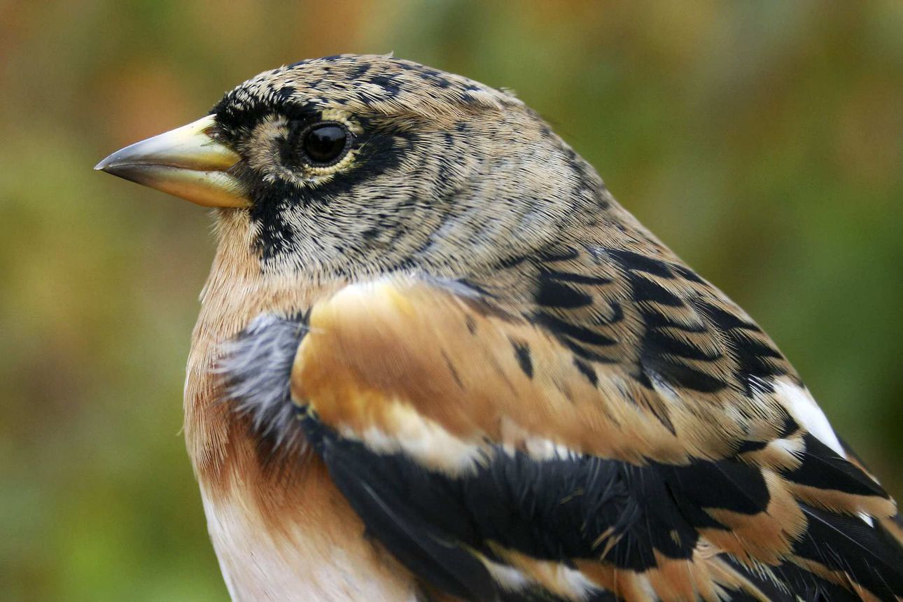Linnunlaulu miellyttää korvaa – Kokeile tästä, tunnistatko Lapin yleisimmät  linnut | Lapin Kansa