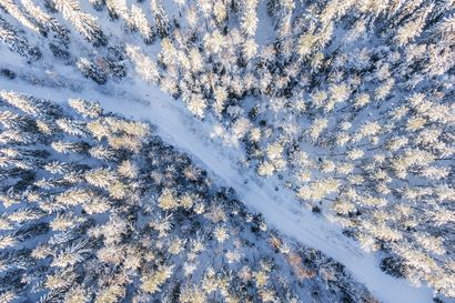 Pohjois-Pohjanmaalle miljoonatuet puiden istuttamiseen – tutkijat ihmettelevät, miksi valtio syytää rahaa istutuksiin, joita maanomistajat tekisivät muutenkin