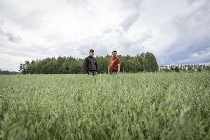 Sadon epäonnistuminen huolettaa liminkalaista viljelijää, vaikka sää on suosinut Pohjois-Pohjanmaata: "Kylvimme minun viljelijänurani kalleimmilla lannoilla"