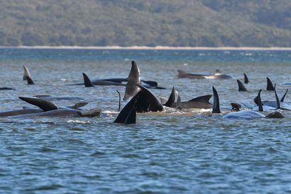Pelastajat auttavat satoja hiekkaan juuttuneita valaita Australiassa – Tutkijat eivät tiedä varmaa syytä valaiden käytökseen, mutta kaksi syytä selittää joukkorantautumisia