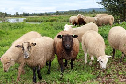 Arvokasta perinnemaisemaa hoitavat lampaat laiduntavat Sotkajärven tulvaniityillä pitkälle syksyyn – Näin se on syytä ottaa huomioon metsästysaikana