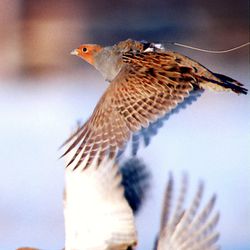Peltopyistä peipposiin –Tuula Pylväs kirjoittaa lintujen ruokintapaikan tunnelmista