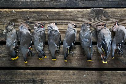 8 miljoonaa lintua kuolee ikkunoihin Suomessa joka vuosi, ja se on tuplasti verrattuna liikenteeseen – Haukkatarrat eivät estä törmäyksiä, vaikka toisin luullaan