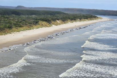 Noin 200 valasta on kuollut jäätyään jumiin rannalle Tasmaniassa