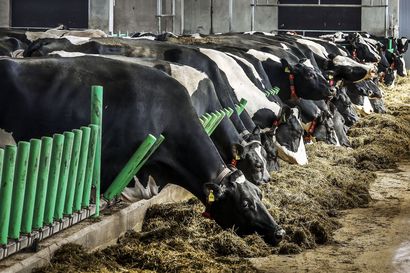 Maidontuotanto väheni Lapissa ja muualla Suomessa viime vuonna, tutkijan mukaan taustalla vaikuttaa tuotantokustannusten kasvu – eniten notkahti sianlihan tuotanto