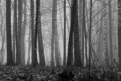 Arvio: Valokuvat suomalaisesta metsästä johdattavat aliseen maailmaan peikkojen ja maahisten luo