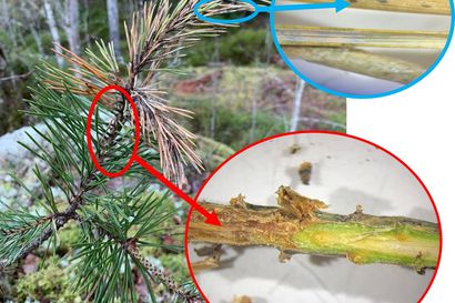 Viime syksynä löytyi sieni, jota ei ole ennen Suomessa nähty mäntytuhojen yhtedessä – nyt Luonnonvarakeskus kutsuu kansalaisia apuun levinneisyyden määrittämiseksi