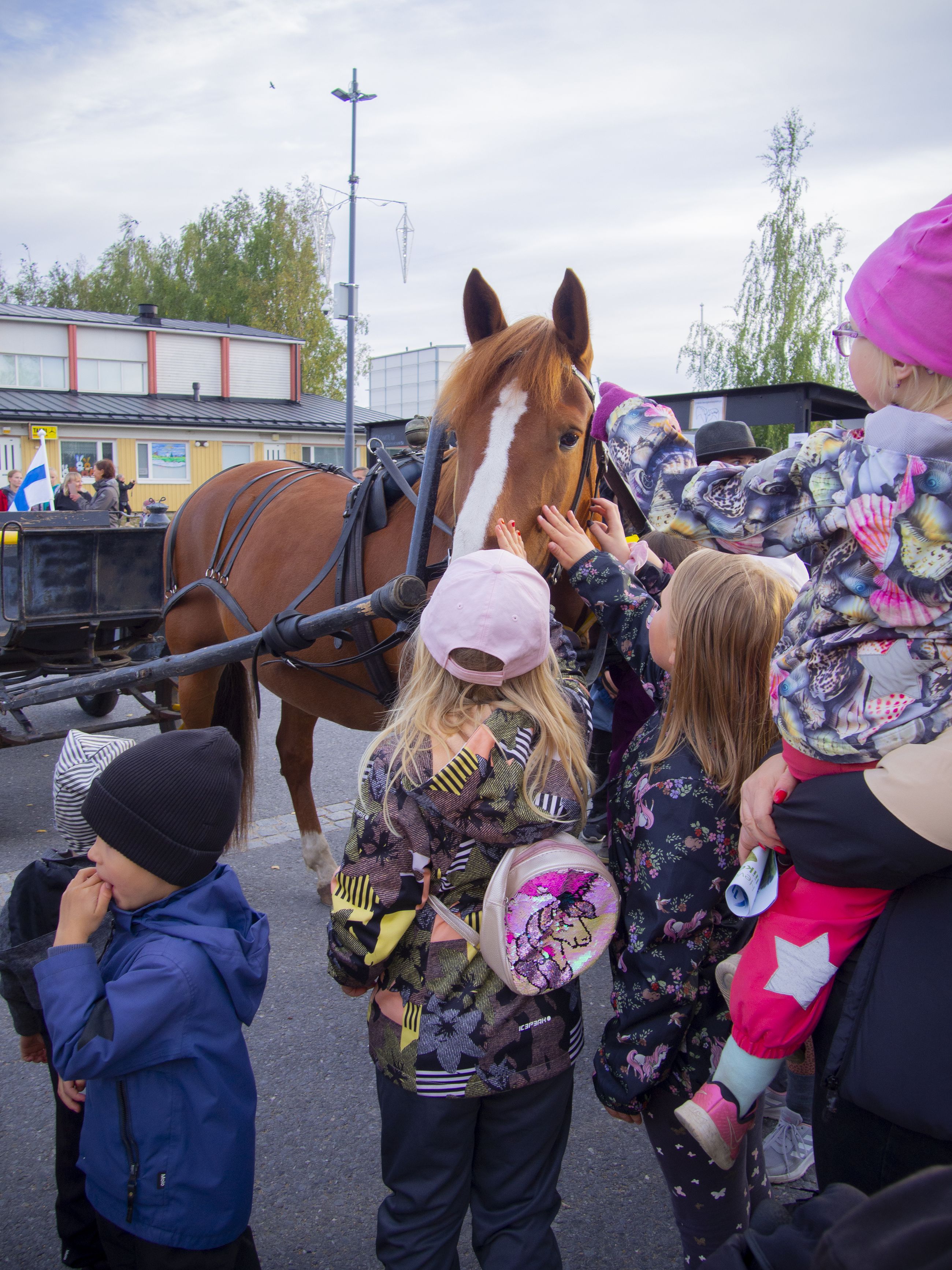 Voimalla kymmenen hevosen – suomenhevonen täyttää tänä vuonna 114 vuotta ja  vähälukuinen rotu halutaan ihmisille tutuksi | Rantalakeus