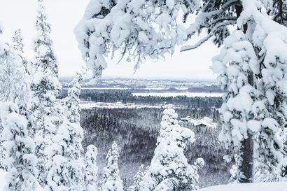 Kysyttyjen metsätilojen kauppa hyytyi Lapissa, toisin kuin muualla Suomessa