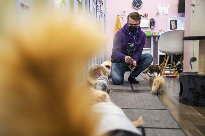 Hurja takaa-ajo huoneesta toiseen – kempeleläinen Simo Tolonen julkaisee somessa söpöjen kissanpentujen tähdittämiä videoita saadakseen mahdollisimman suuren huomion löytöeläimille