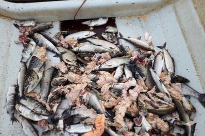 Hyljetilanne kestämätön Perämeren alueella: Kalastajien rysät norppien ruokinta-automaatteja