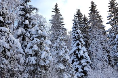 Kestävä metsätalous ja metsäteollisuus on Suomen vihreä kulta
