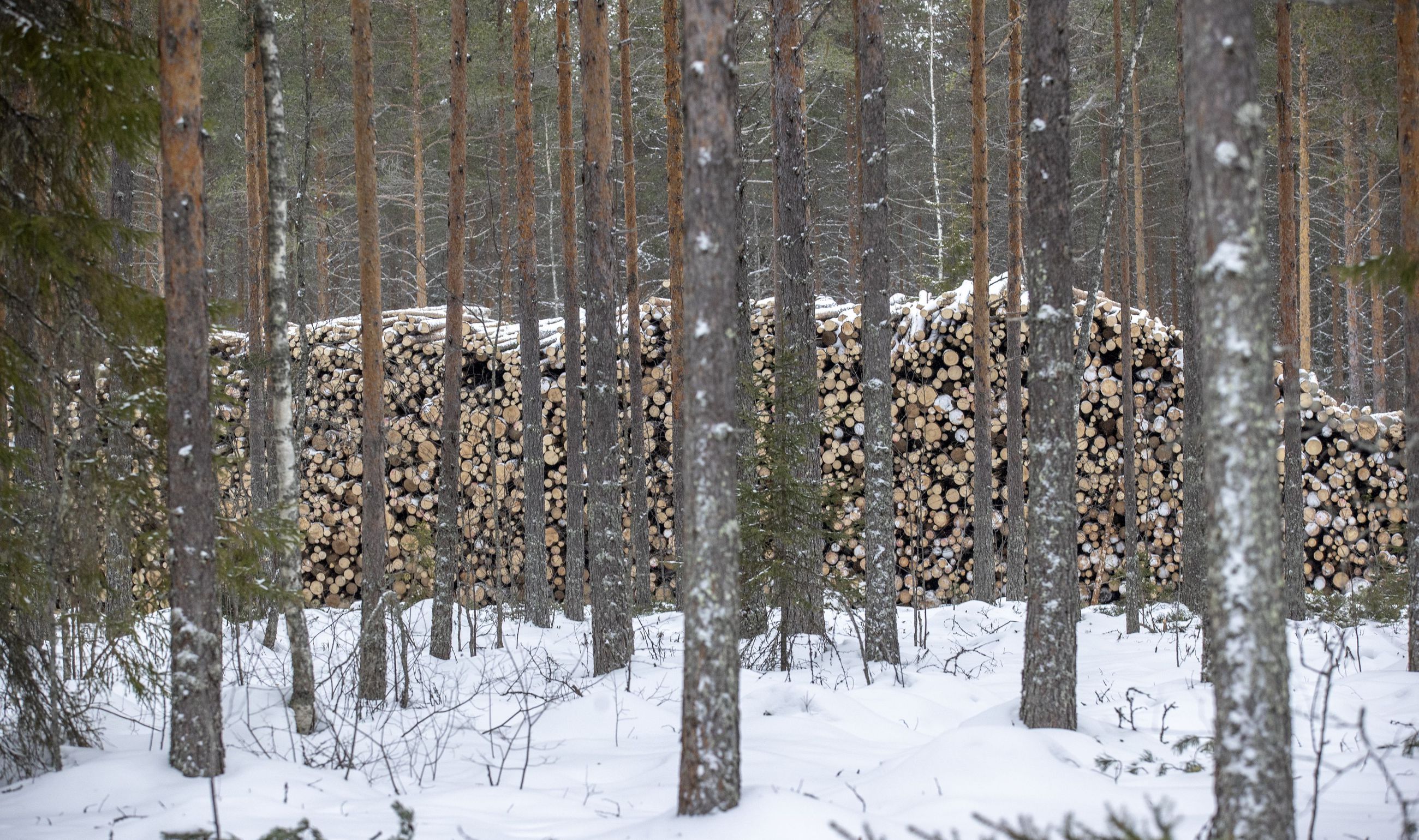 Suomen ilmastotoimia pitää tehostaa – Ilmastopaneeli nopeuttaisi  tuulivoiman lupakäytäntöjä ja ohjaisi julkisia hankintoja  ilmastokestävämmiksi | Kaleva