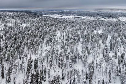 5 000 hehtaarin metsälöytö Pohjois-Pohjanmaalta oli yllätys kokeneelle luontokartoittajallekin – Tästä on kyse tavoitteessa, joka tekisi kaikista valtion vanhoista metsistä suojelualueita
