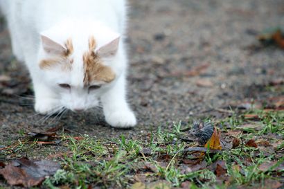 Kissojen myrkytykset lisääntyneet marraskuussa – Tukes pyytää ilmoituksia epäillyistä myrkytystapauksista
