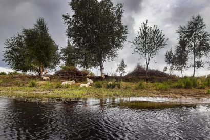 Raivaussahat ja lampaat palauttavat perinnemaiseman entiseen loistoonsa Pudasjärven Pöllänjokisuistossa