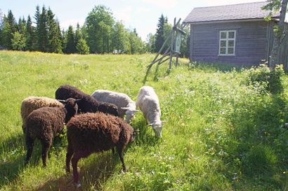Lammaspaimenviikot alkoivat Syötteen kansallispuistossa – Katso video lampaiden saapumisesta Rytivaaraan